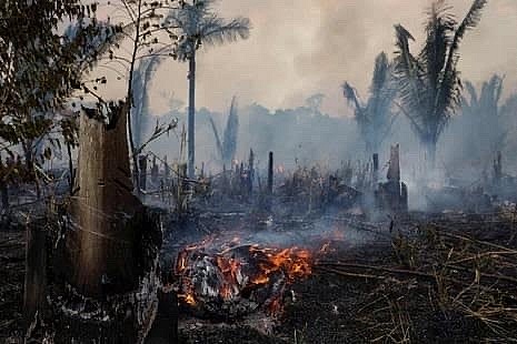 Cảnh báo nạn phá rừng nguyên sinh trên thế giới gia tăng