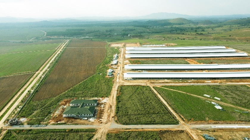 Siêu trang trại Lào Jagro tại Lào với quy mô lên đến 100.000 con bò