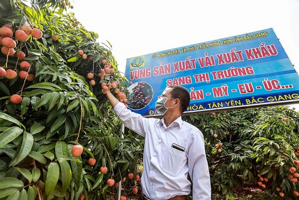 Bắc Giang mở rộng thị trường xuất khẩu vải thiều bằng sản xuất sinh thái