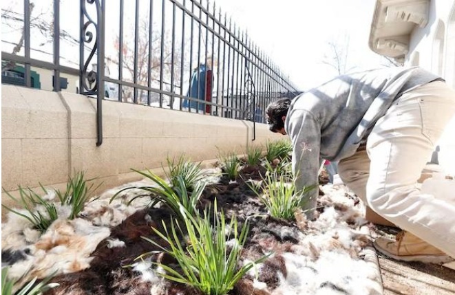 Tóc tái chế cũng có ích để làm phân bón và vật liệu che phủ