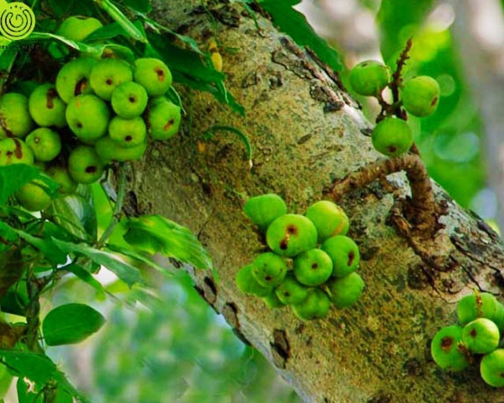 Lợi ích từ quả sung đối với sức khỏe