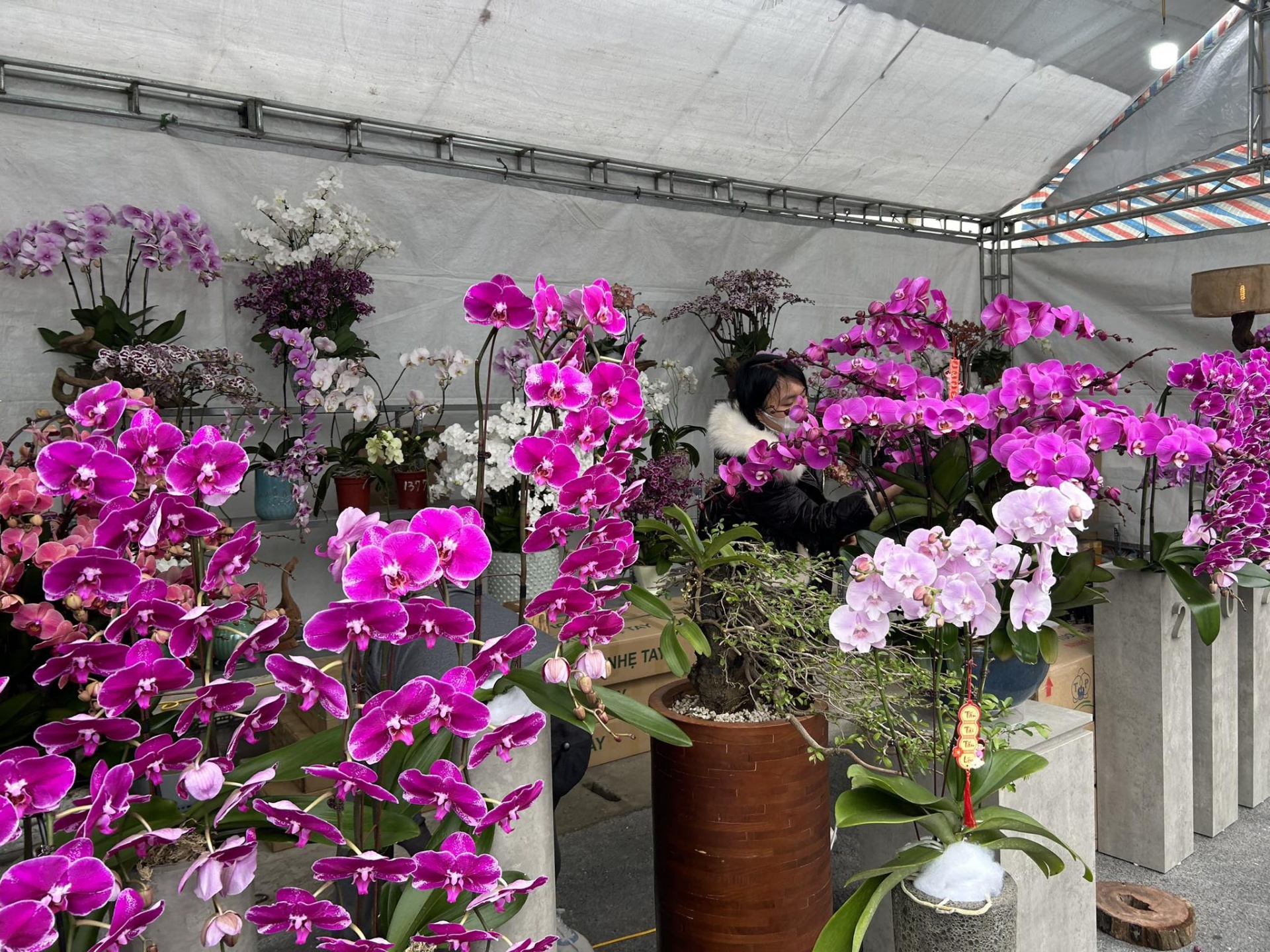 Hội chợ giới thiệu các loại hoa, cây cảnh màu sắc rực rỡ