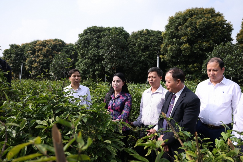 Bí thư Tỉnh ủy Hoàng Thị Thúy Lan dự Lễ phát động Tết trồng cây “Đời đời nhớ ơn Bác Hồ” Xuân Giáp Thìn 2024