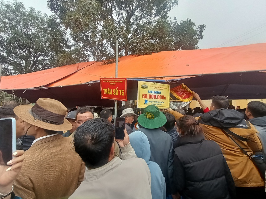 Vĩnh Phúc: Bế mạc Lễ hội Chọi trâu truyền thống xã Hải Lựu, ông cầu số 15 giải Nhất