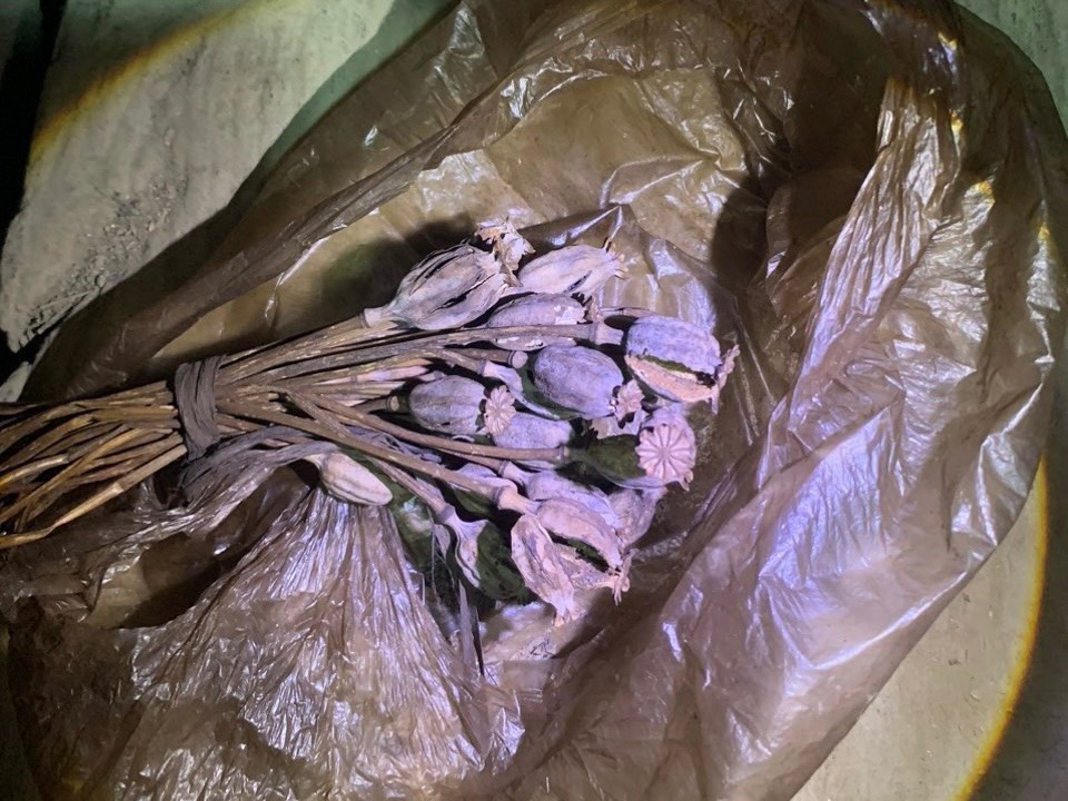 Công an huyện Nguyên Bình, tỉnh Cao Bằng triệt phá điểm trồng hơn 1.600 cây thuốc phiện