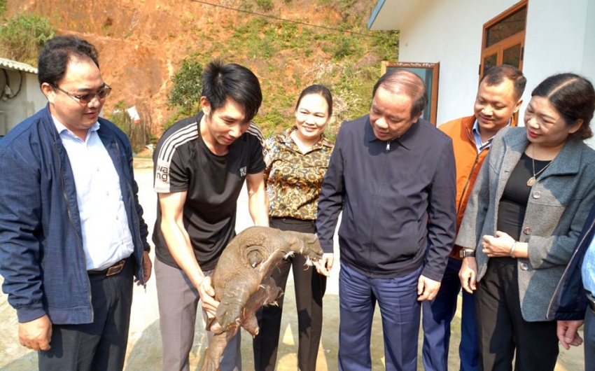 Yên Bái: Phó Bí thư Thường trực Tỉnh ủy tham gia trồng cây, hỗ trợ hội viên nông dân xây dựng mô hình trồng rừng gỗ lớn