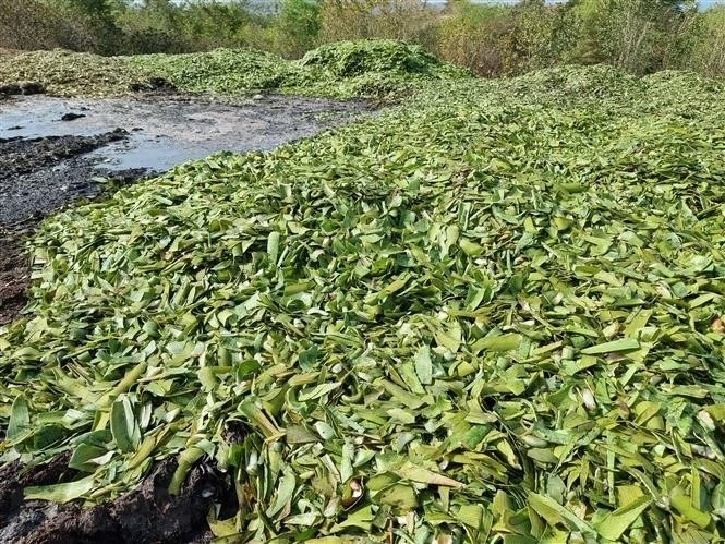 Ninh Thuận: Nguy cơ ô nhiễm từ việc đổ vỏ nha đam ra môi trường