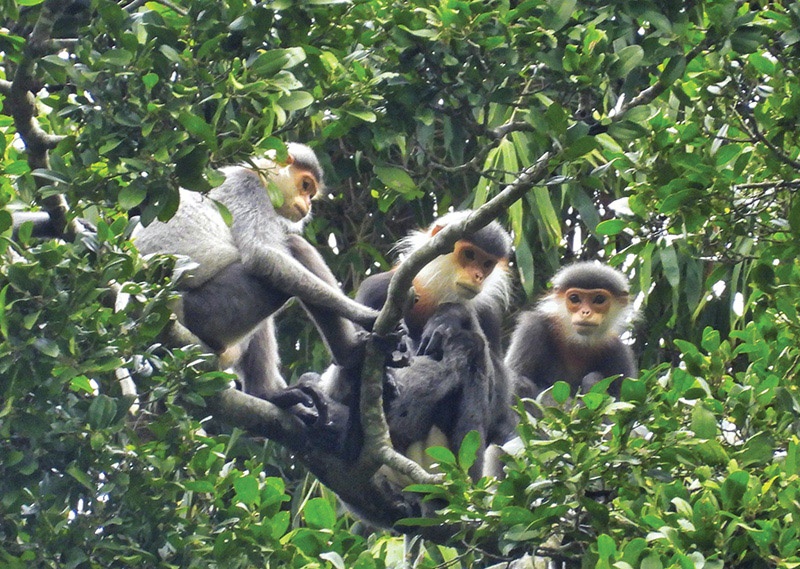 Quảng Nam: Điểm sáng trong bảo tồn đa dạng sinh học