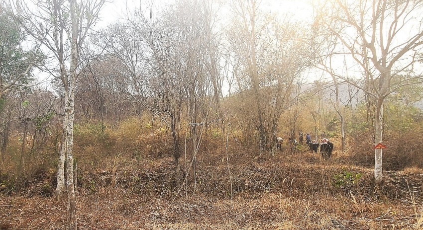 An Giang: Nỗ lực phòng chống cháy rừng