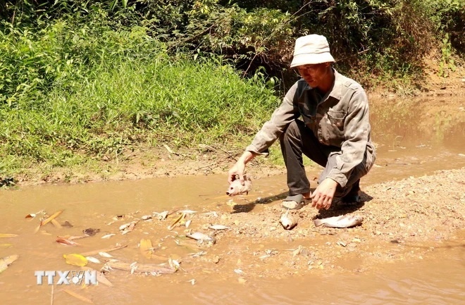 Người dân kiểm tra các loại cá chết ở khe Rào Trường, xã Vĩnh Hà, huyện Vĩnh Linh, tỉnh Quảng Trị. (Ảnh: Nguyên Lý/TTXVN)
