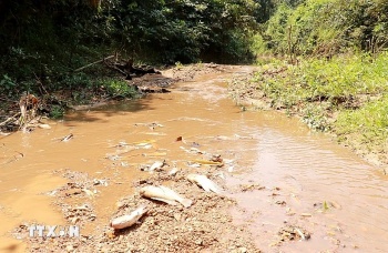 quang tri o nhiem tu nuoc thai trang trai nuoi lon