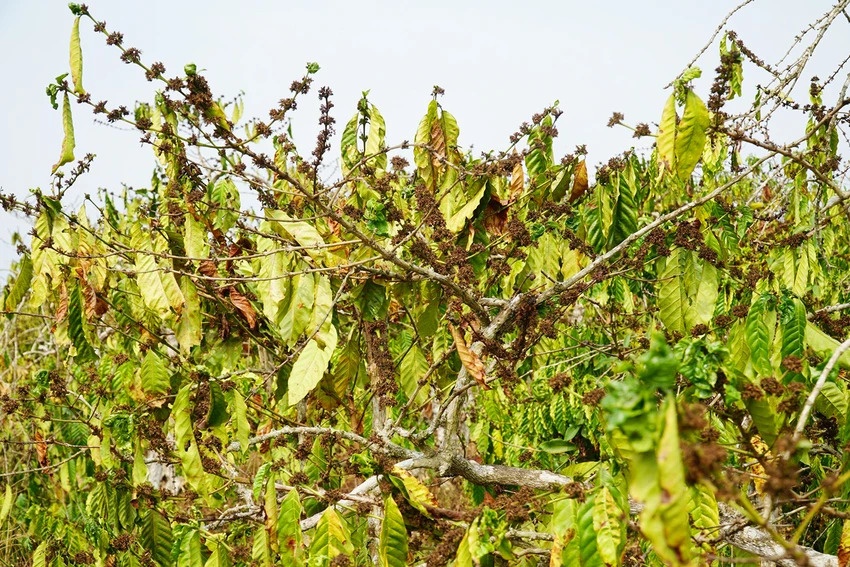undefined Nông dân lo lắng, nắng nóng hạn hán, không có nước khiến cây trồng chết khát.