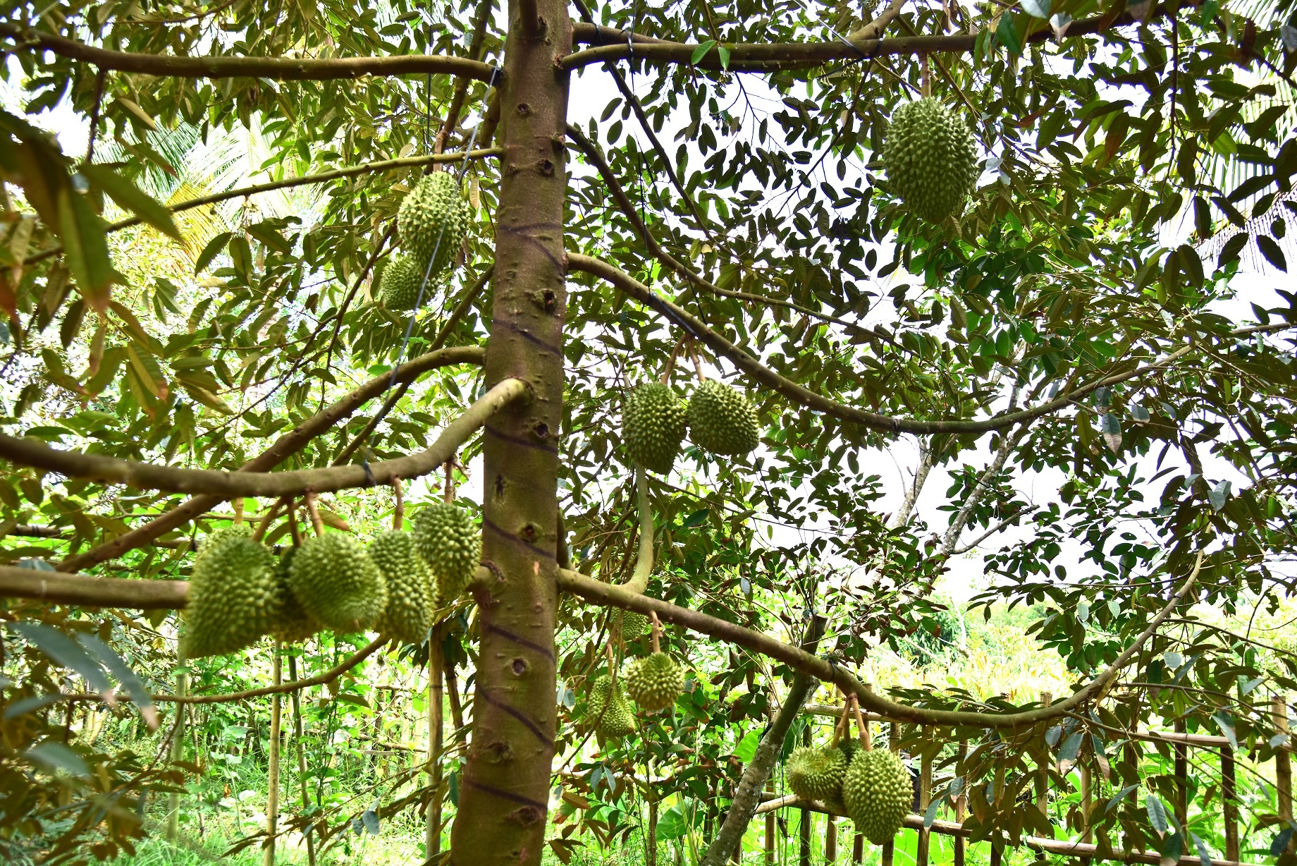 Cantho Eco Resort - điểm nghỉ dưỡng thân thiện với môi trường