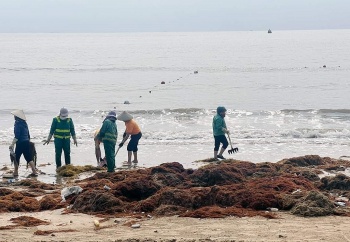 rong bien troi dat vao bai tam do son hai phong
