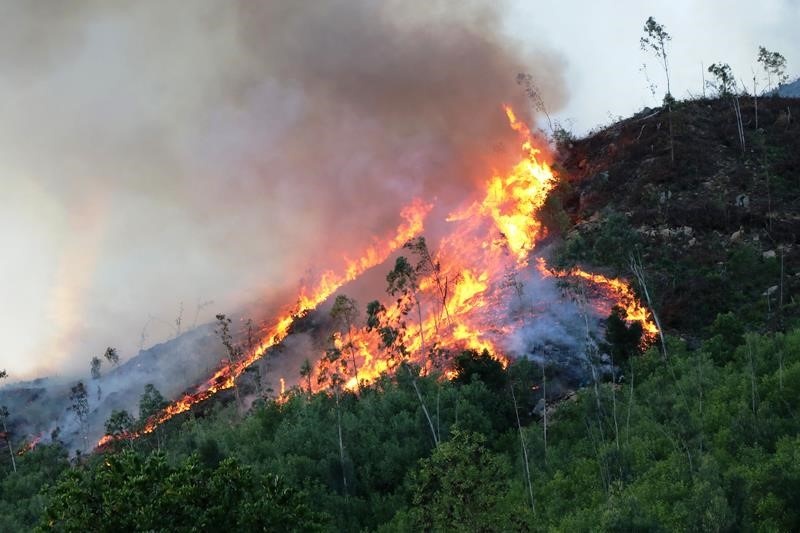 Chỉ đạo mới nhất của Thủ tướng về triển khai biện pháp phòng cháy rừng Chỉ đạo mới nhất của Thủ tướng về triển khai biện pháp phòng cháy rừng
