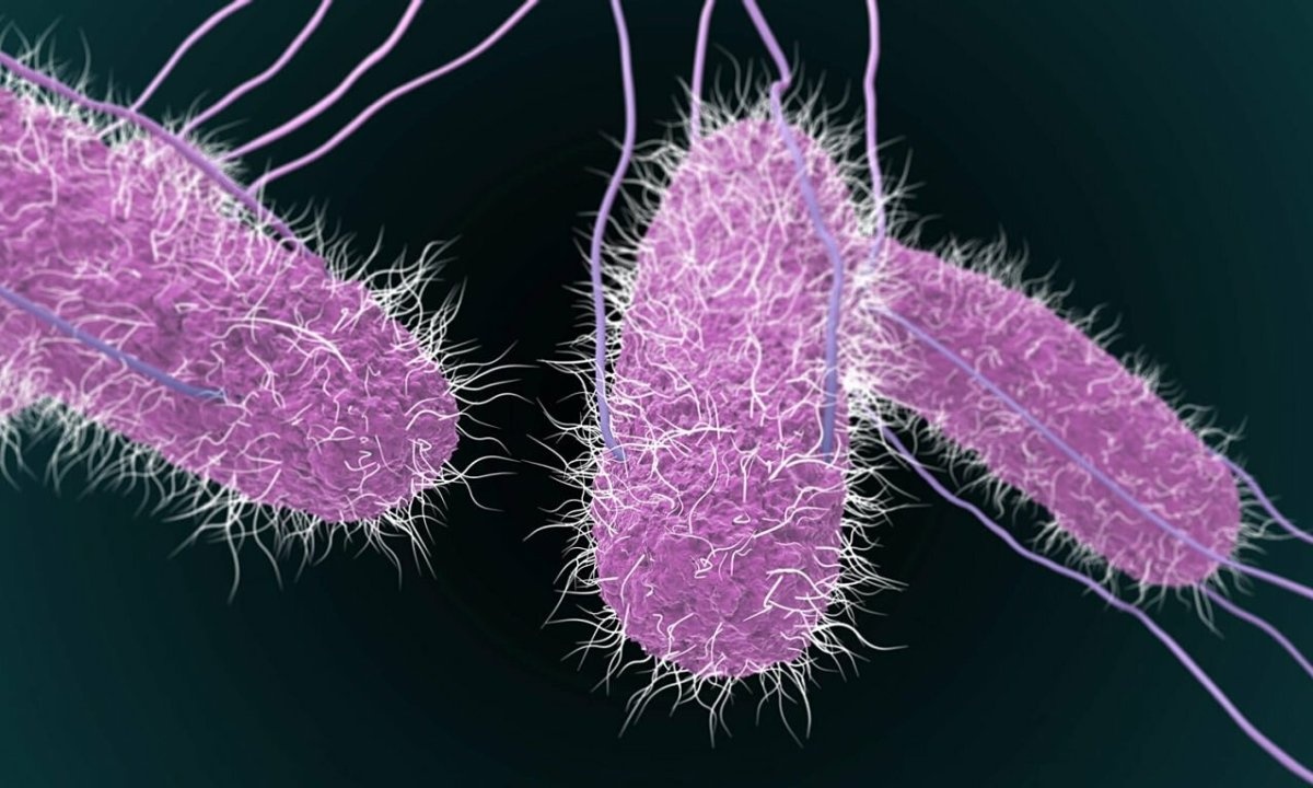 Vi khuẩn Salmonella là “thủ phạm” chính gây ngộ độc thực phẩm ở Đồng Nai Vi khuẩn Salmonella là “thủ phạm” chính gây ngộ độc thực phẩm ở Đồng Nai