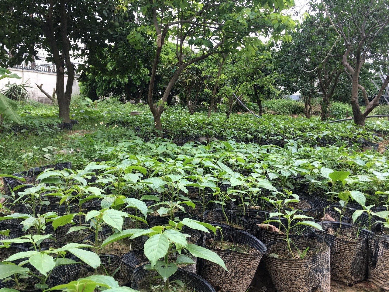 Mô hình vườn ươm cây Nhất Huyết Mộc dưới tán cây ăn quả tại Tiên Dương, Đông Anh, HN