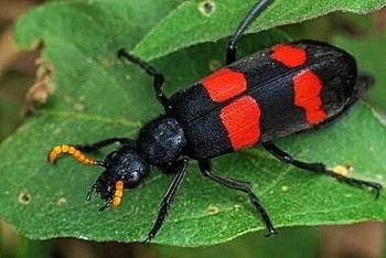 canh bao ngo doc do an sau ban mieu