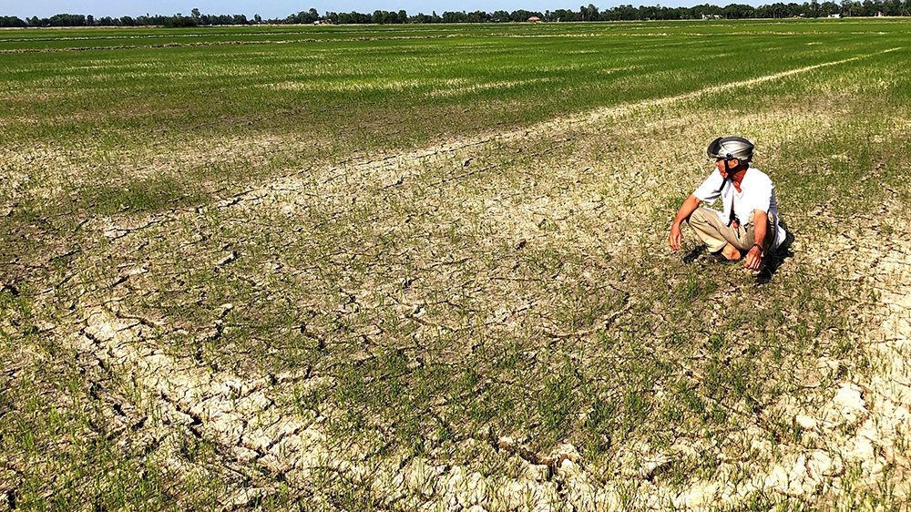 Ứng phó với hạn mặn ở Đồng bằng sông Cửu Long: Cần chiến lược lâu dài