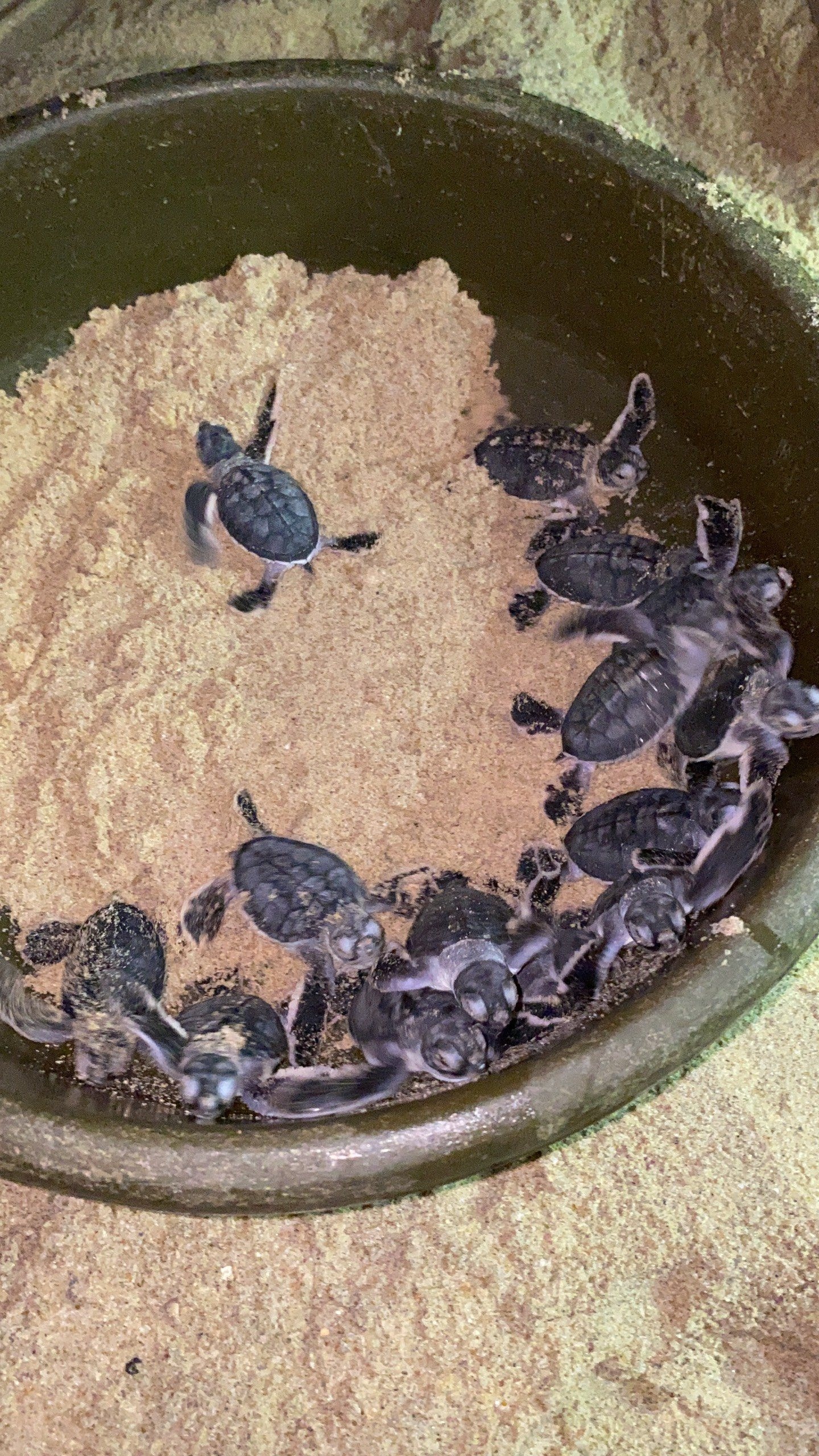 Bảo tồn rùa biển tại xã đảo Nhơn Hải:Những tín hiệu tích cực