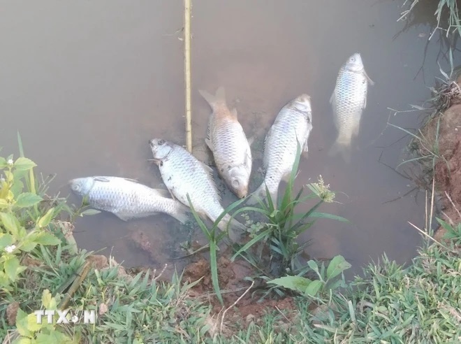 Cá của hộ gia đình anh Tao Văn Hung, bản Phiêng Chá, bị chết mỗi khi nhà máy xả thải. (Ảnh: Nguyễn Oanh/TTXVN)