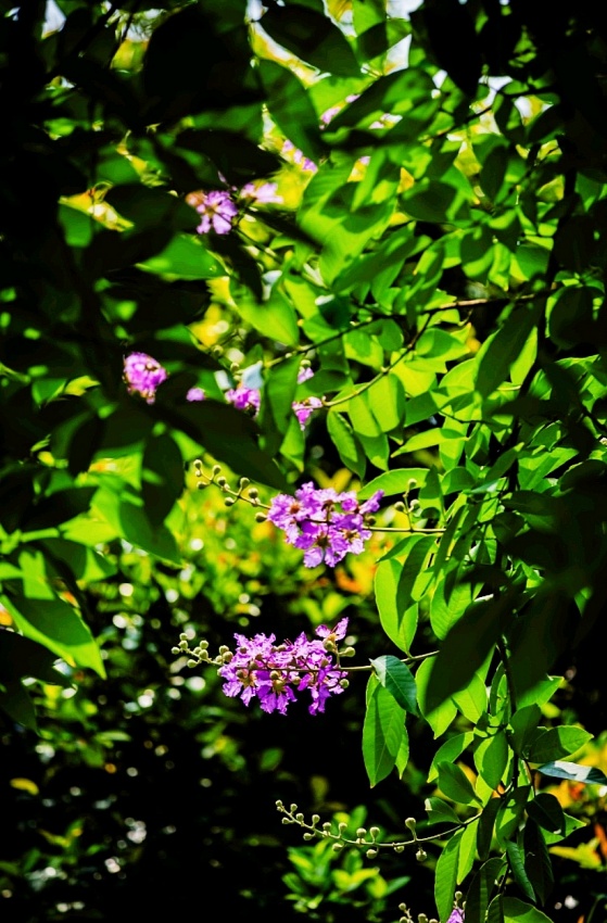 Mùa hè tại Ciputra Hà Nội như một bức tranh của sắc màu