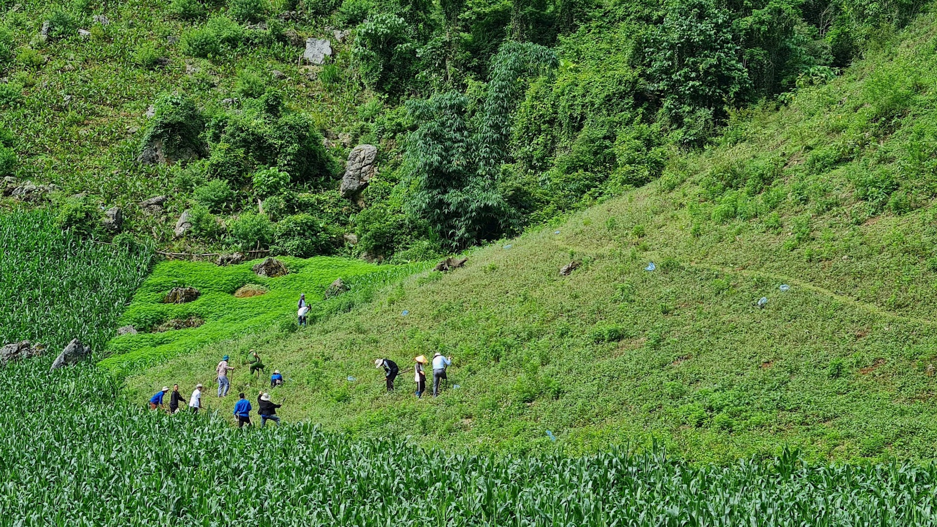 Rừng xanh lên” với mục tiêu trồng 25ha rừng nối Hòa Bình – Sơn La Rừng xanh lên” với mục tiêu trồng 25ha rừng nối Hòa Bình – Sơn La