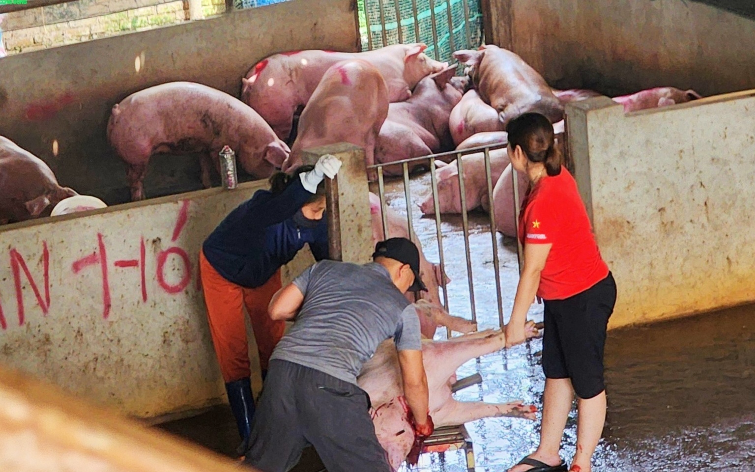 Tân Phú - Quốc Oai: Thiếu kiên quyết trong xử lý vi phạm