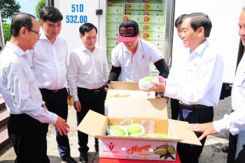 Cần Thơ: 2 tấn xoài tượng da xanh xuất khẩu sang Úc và Hoa Kỳ
