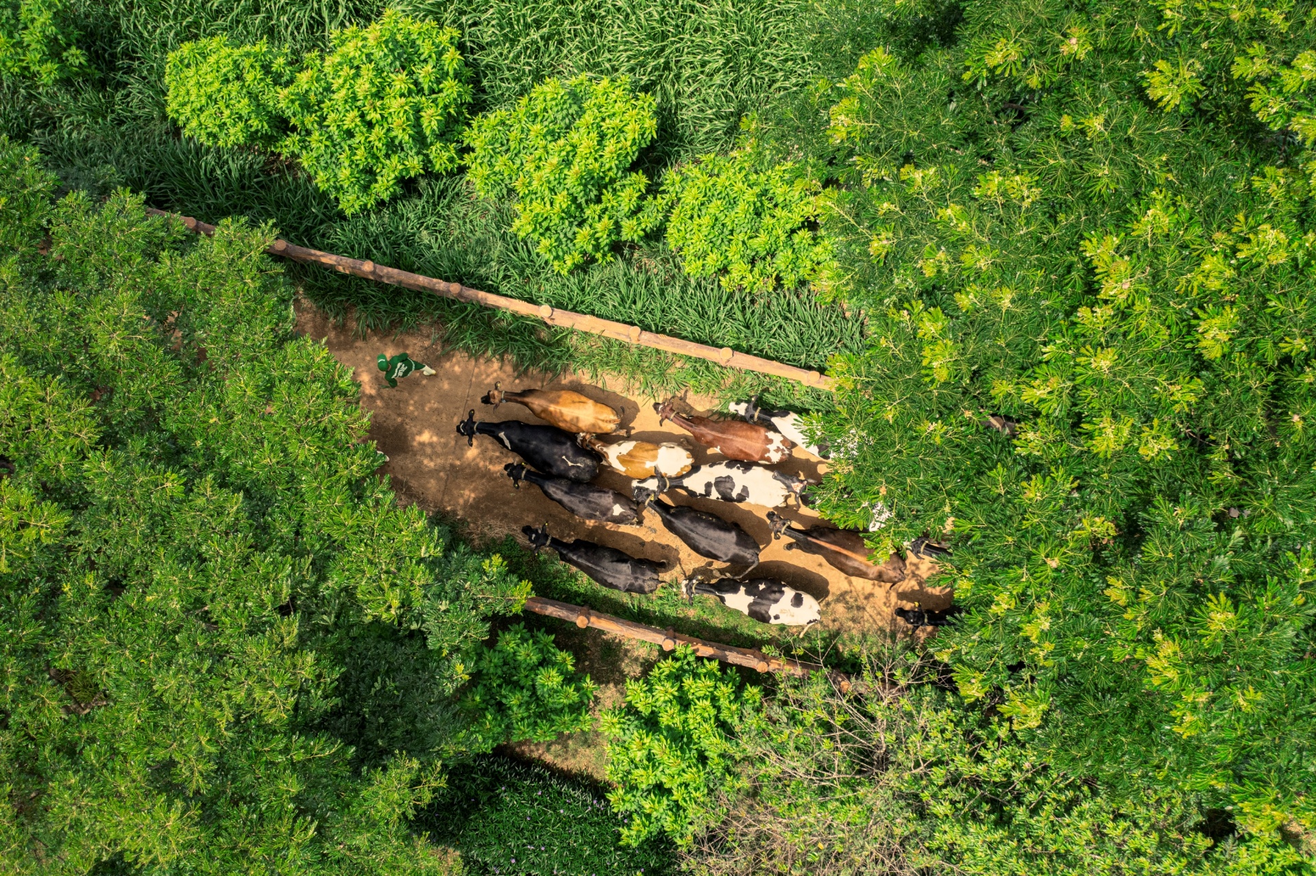 Hệ sinh thái “Net Zero” đã vượt ra ngoài những trang trại xanh của Vinamilk