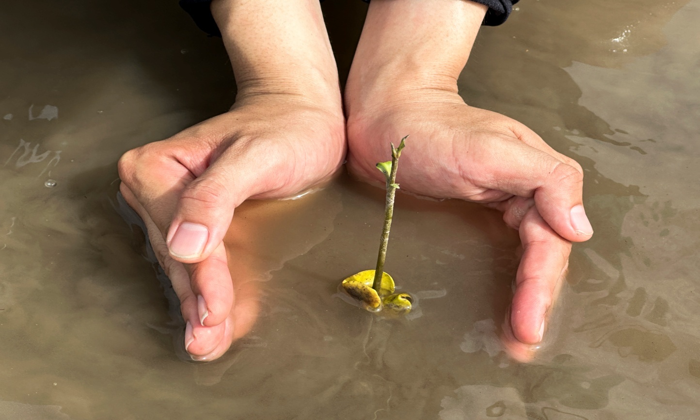 25ha cánh rừng Net Zero Cà Mau: tái sinh từ sức sống diệu kì