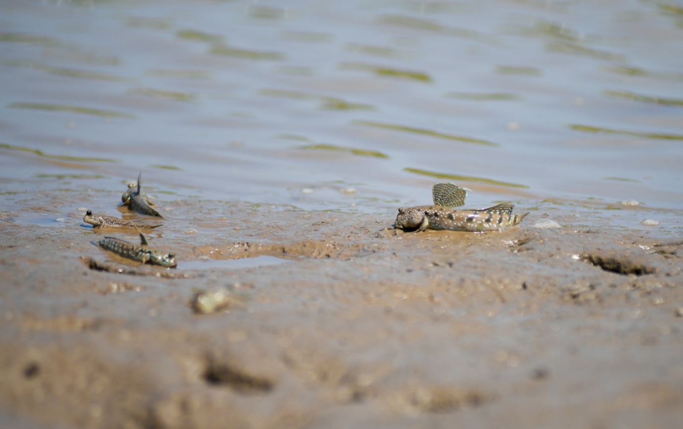 25ha cánh rừng Net Zero Cà Mau: tái sinh từ sức sống diệu kì