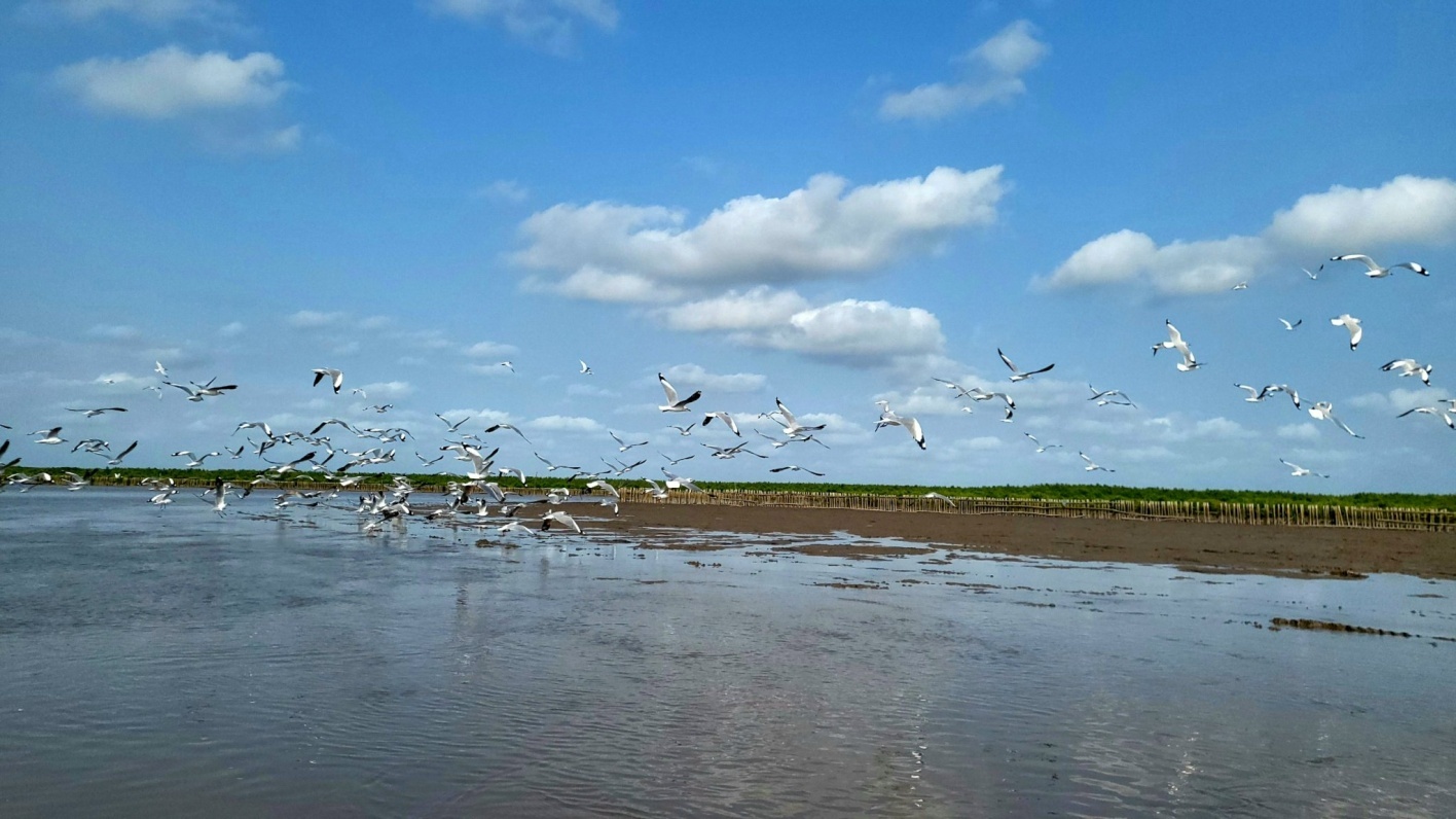 25ha cánh rừng Net Zero Cà Mau: tái sinh từ sức sống diệu kì