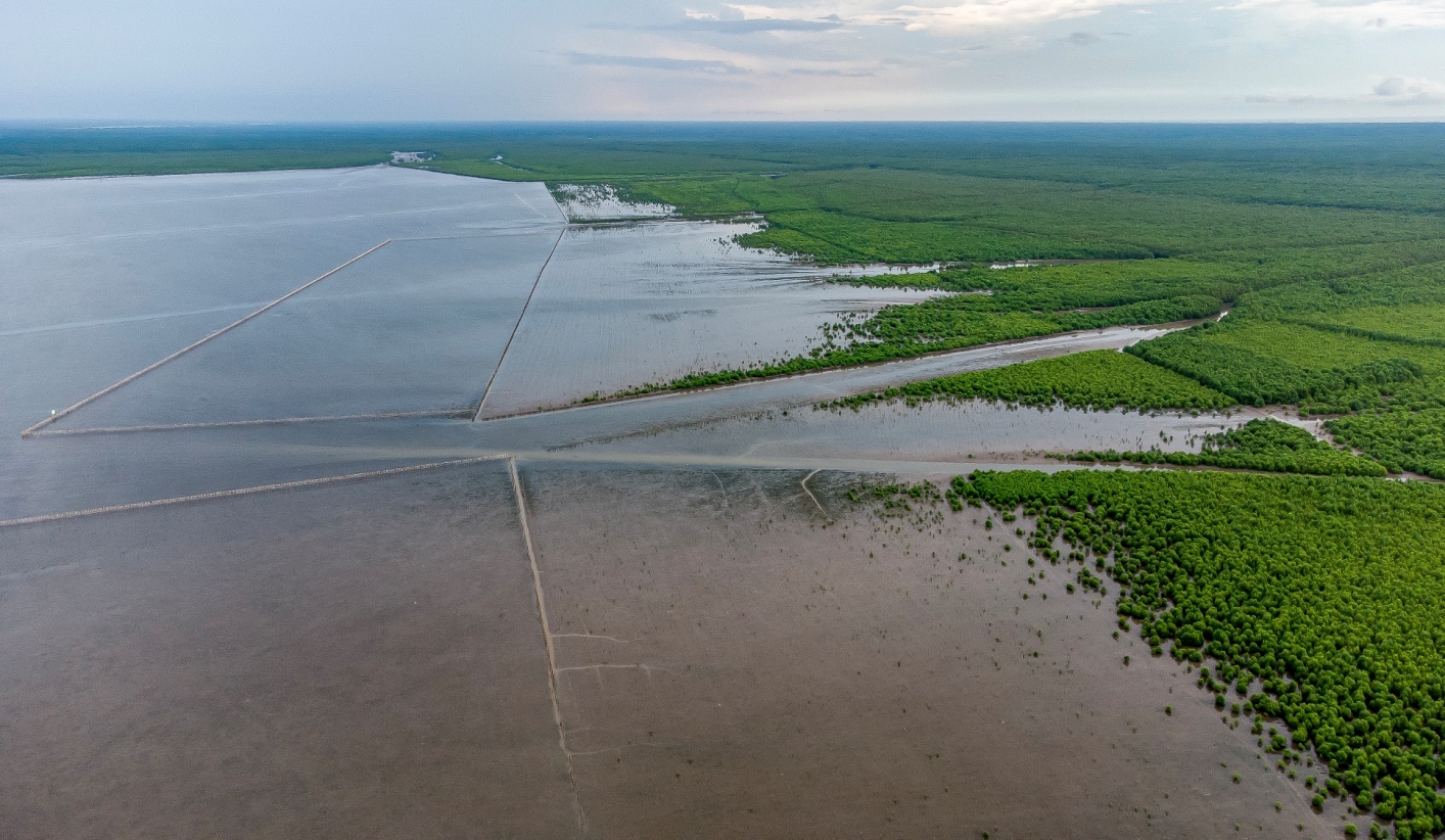 25ha cánh rừng Net Zero Cà Mau: tái sinh từ sức sống diệu kì
