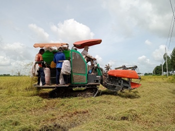 Kinh tế tuần hoàn - Cơ hội cho ngành hàng lúa Việt Nam