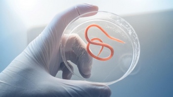 da bao lau roi ban chua tay giun