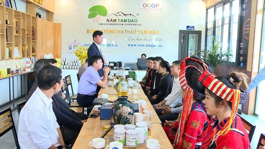 Hợp tác xã Nấm Tam Đảo khôi phục nghề trồng dâu nuôi tằm, tạo sinh kế cho hàng trăm hộ dân