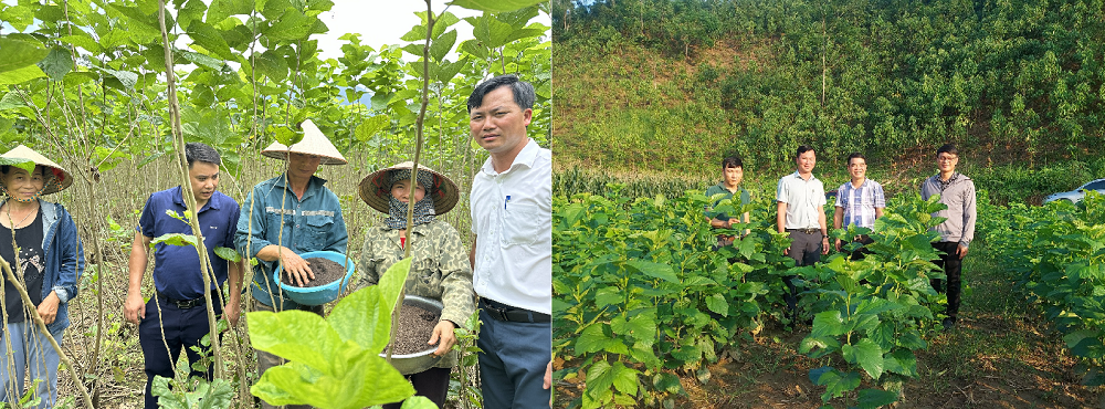 Hợp tác xã Nấm Tam Đảo khôi phục nghề trồng dâu nuôi tằm, tạo sinh kế cho hàng trăm hộ dân