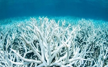 canh bao ran san ho bi tay trang hang loat