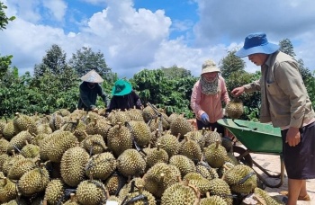 tang truong grdp cua tinh dak lak dung dau khu vuc tay nguyen