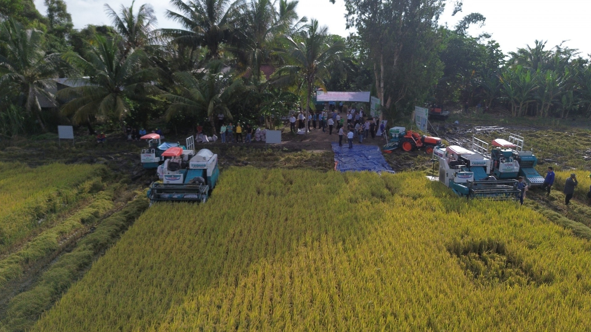 Cần Thơ: Đề án 1 triệu hecta lúa ở ĐBSCL sẽ giảm ô nhiễm môi trường, giảm phát thải khí nhà kính