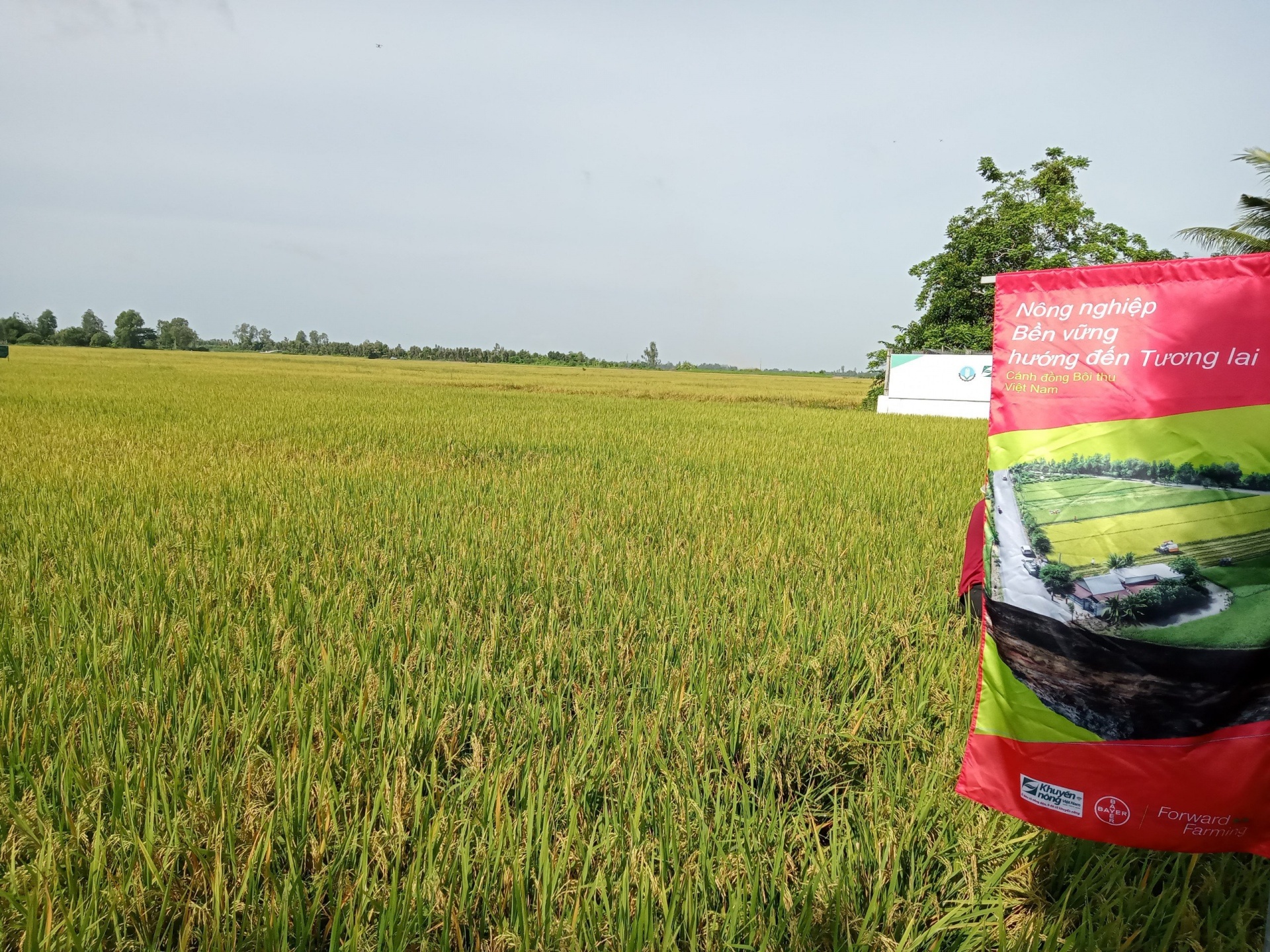 Nâng cao năng lực, xây dựng thương hiệu gạo Carbon Nâng cao năng lực, xây dựng thương hiệu gạo Carbon