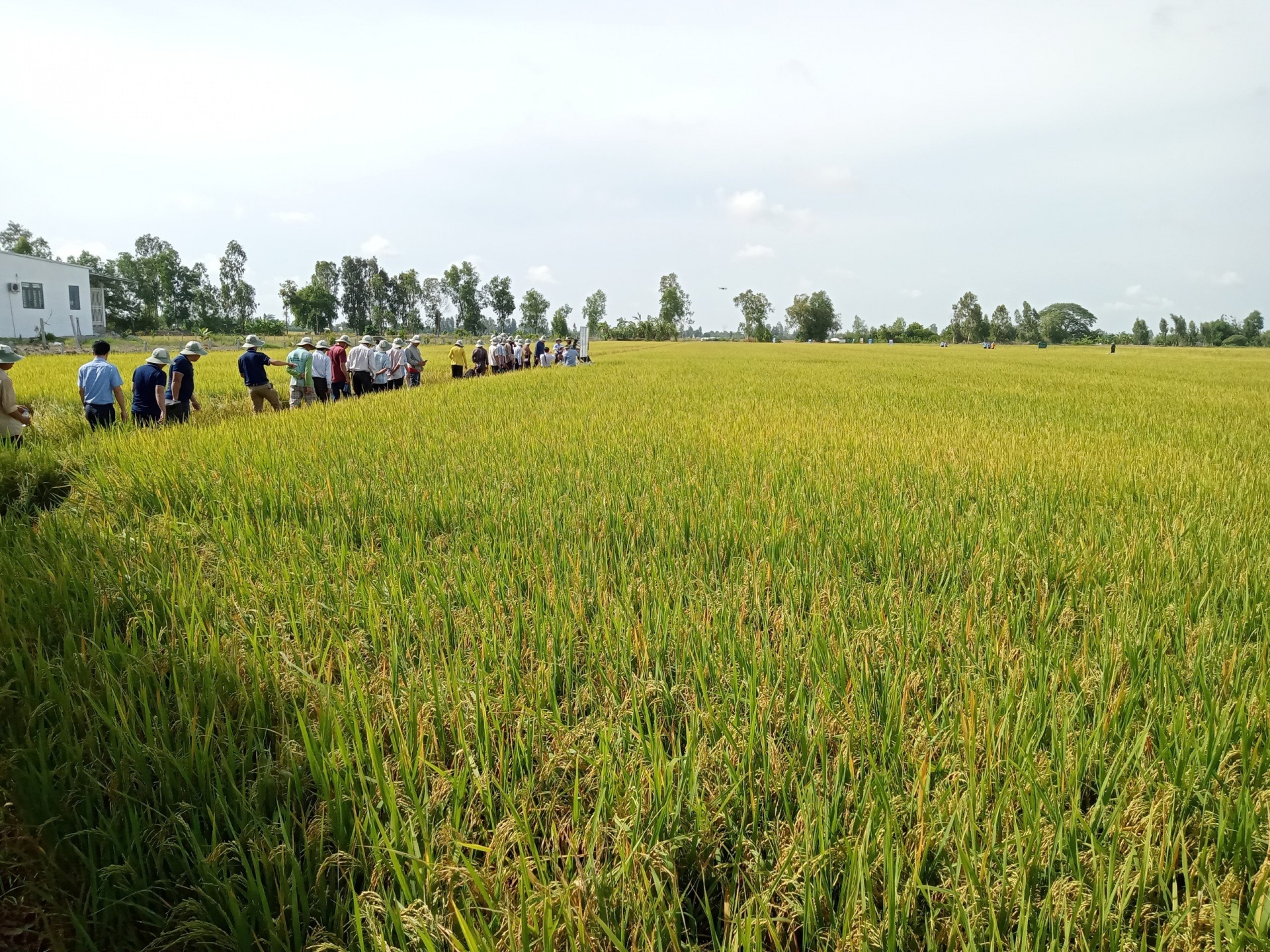 Nâng cao năng lực, xây dựng thương hiệu gạo Carbon Nâng cao năng lực, xây dựng thương hiệu gạo Carbon