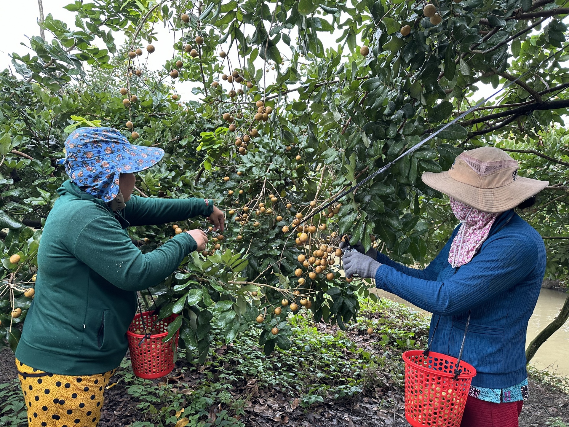 Làm sao để xuất khẩu nông sản ở Cần Thơ vươn xa