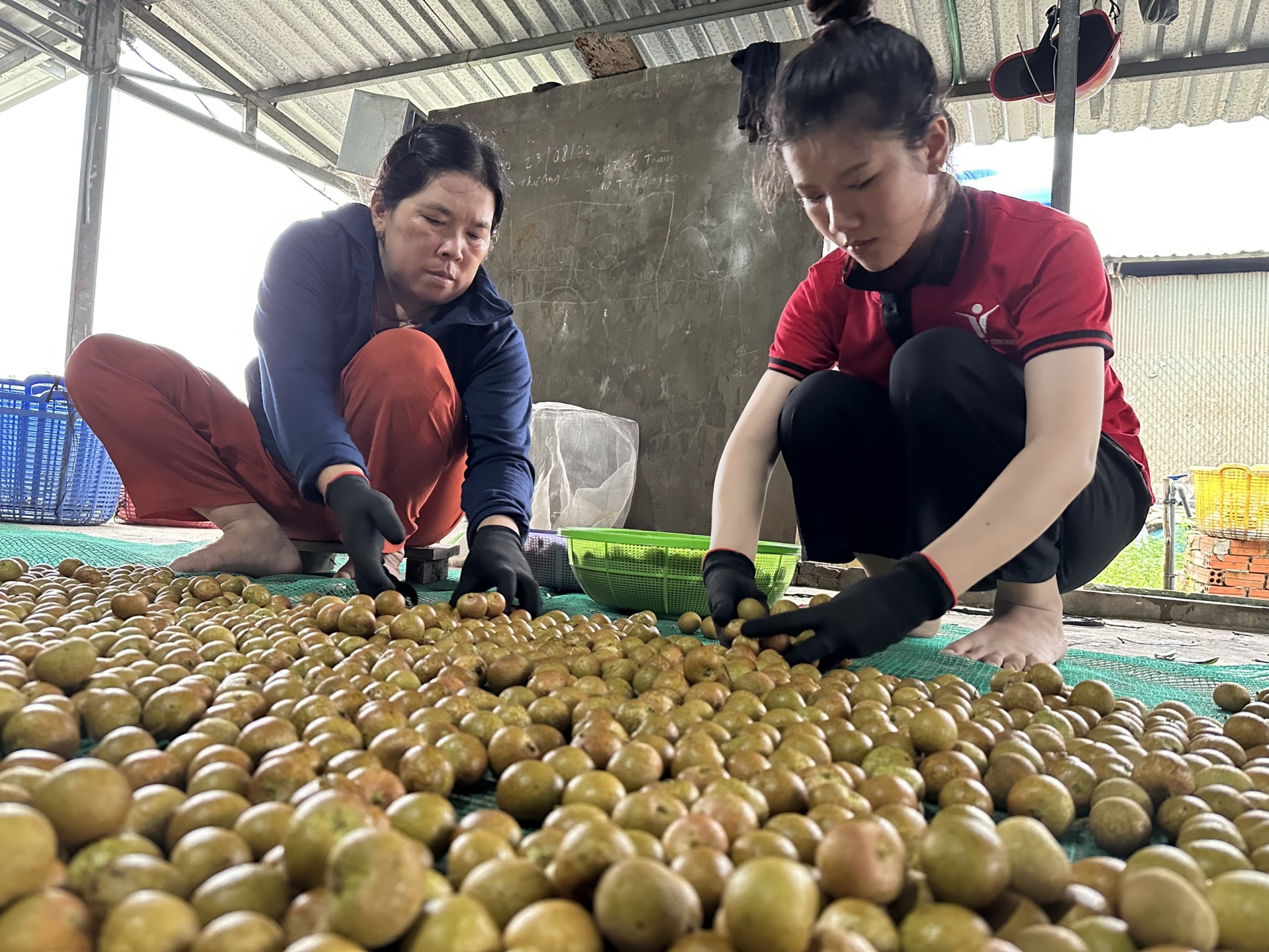 Làm sao để xuất khẩu nông sản ở Cần Thơ vươn xa