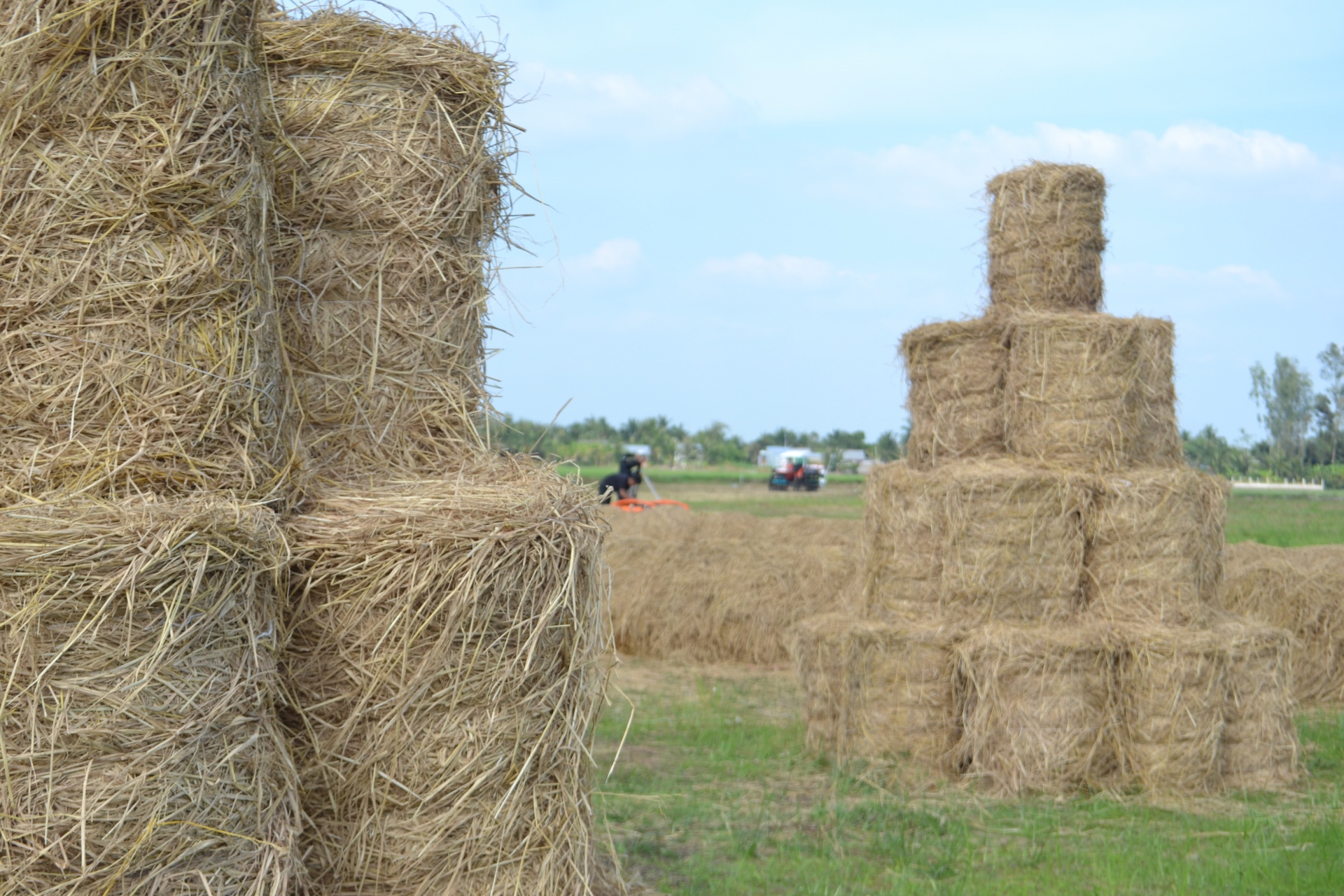 Tìm cách tiêu thụ 25 triệu tấn rơm ở miền Tây