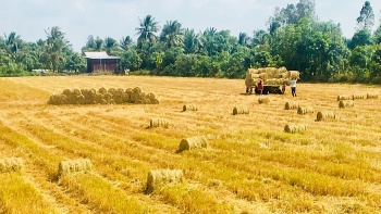 tim cach tieu thu 25 trieu tan rom o mien tay