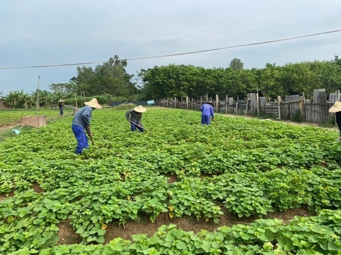 Xanh hóa môi trường tại cơ sở cai nghiện ma túy, cơ sở trợ giúp xã hội