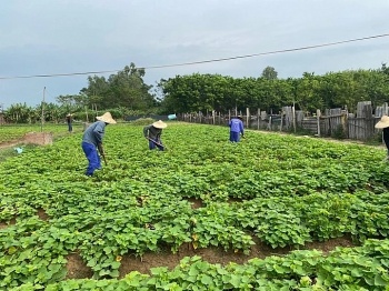 xanh hoa moi truong tai co so cai nghien ma tuy co so tro giup xa hoi