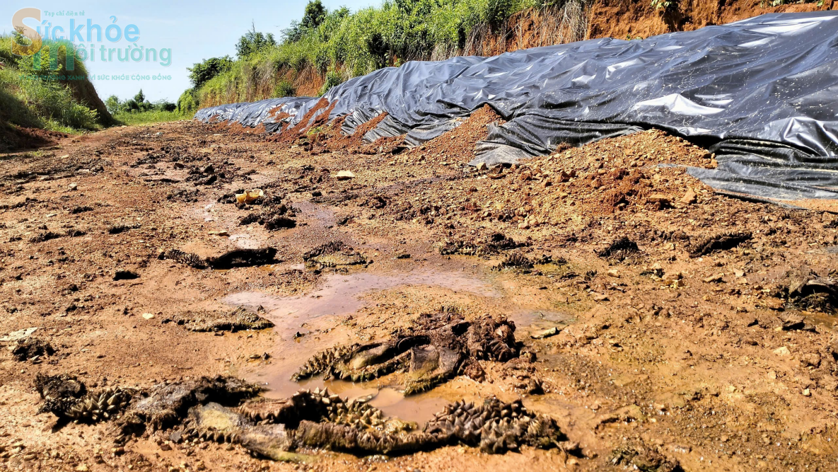 Đắk Nông: Ô nhiễm môi trường từ vỏ sầu riêng của Công ty TNHH xuất nhập khẩu nông sản Hoàng Sang